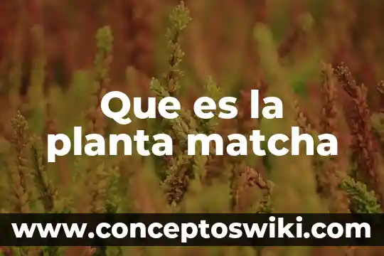 Qué es la planta de sesamo 6 Que es la planta matcha