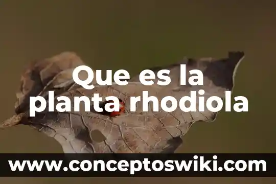 Que es una empleada de planta 3 Que es la planta rhodiola