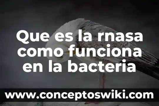 Que es un espirometro y como funciona 4 Que es la rnasa como funciona en la bacteria