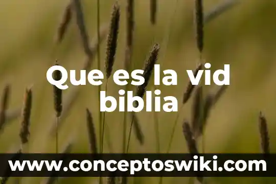 Que es un pampano de la vid 5 Que es la vid biblia