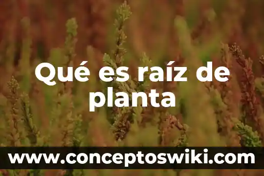 Que es una raiz en una funcion y relacion 7 Qué es raíz de planta