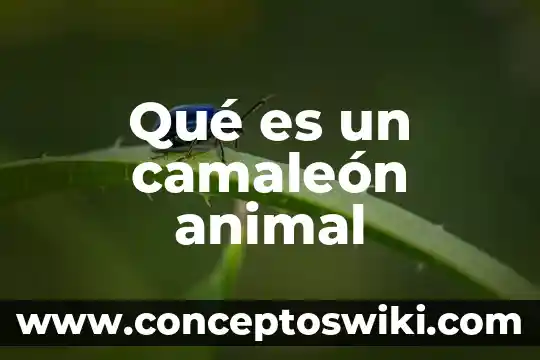 Que es un solitario animal 7 Qué es un camaleón animal