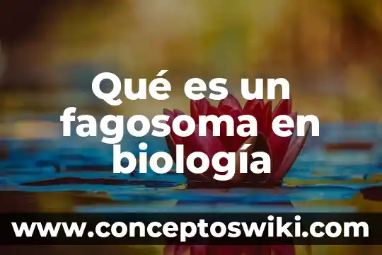 Que es el dn biologia 3 Qué es un fagosoma en biología