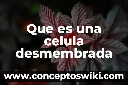 Célula animal y qué es en inglés 7 Que es una celula desmembrada