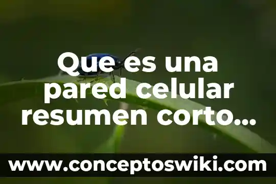Qué es la célula animal y vegetal 4 Que es una pared celular resumen corto celula vegetal