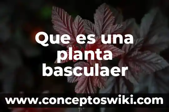 Ubicación de la planta que es 3 Que es una planta basculaer