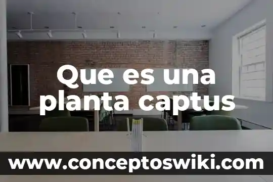 Que es lo mas importante del porfiriato 7 Que es una planta captus