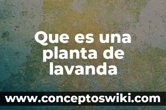 Que es la planta de aralia estrella 3 Que es una planta de lavanda