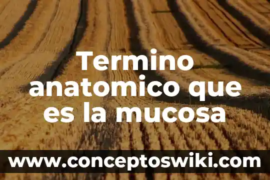Que es un termino semejante en una ecuación 3 Termino anatomico que es la mucosa