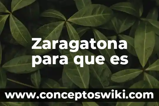 Que es planta vasculares 6 Zaragatona para que es